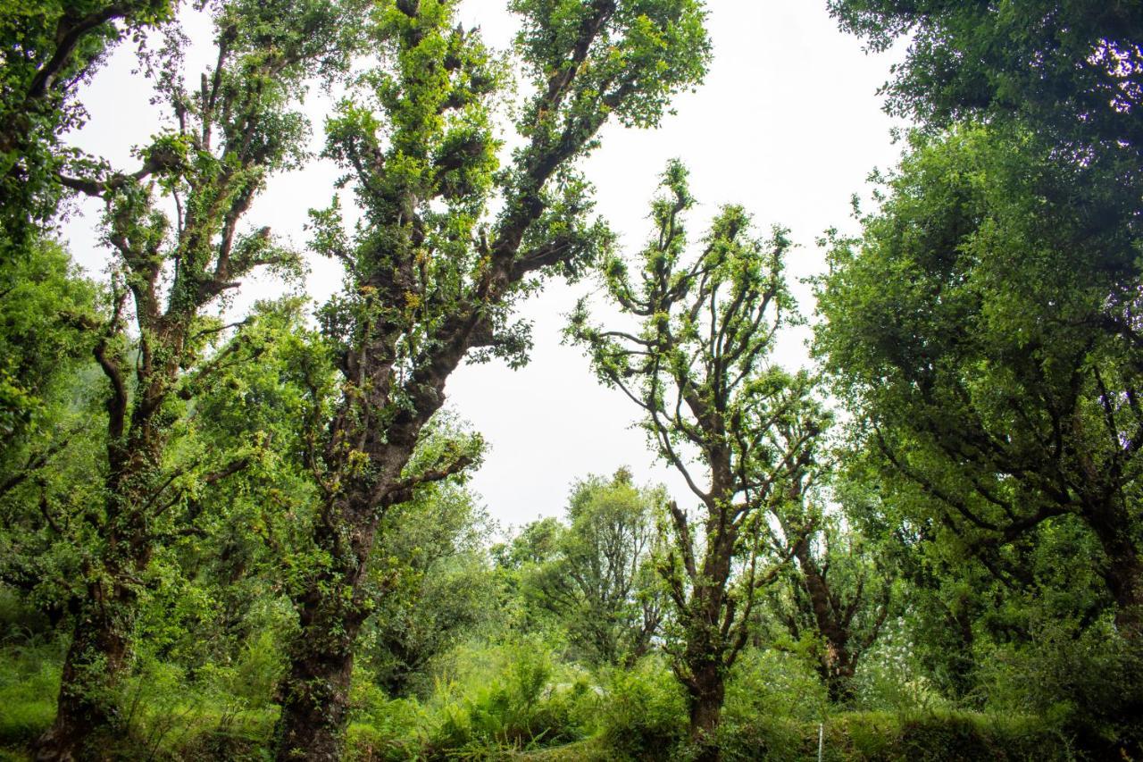 Jal-Vayu Cottages Manali  Ngoại thất bức ảnh